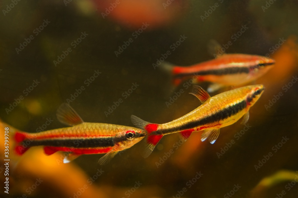 shoal of adult pencilfish healthy pets in nature biotope design aquarium, dim light with brown tannin stained water, ornamental blackwater fish from Rio Negro shoal of adult pencilfish healthy pets in nature biotope design aquarium, dim light with brown tannin stained water, ornamental blackwater fish from Rio Negro