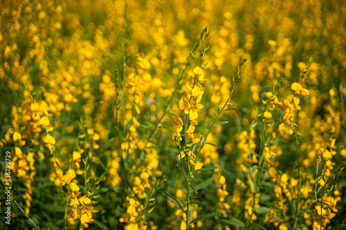 Yellow flower field. Sunhemp in Thailand.
