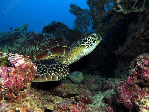 Green turtle resting on corals Cebu Philippines © Paulo Violas