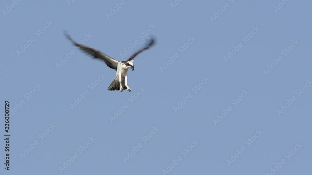 Slow Motion osprey bird flying hovering in air at Lake Jesup in Orlando Florida Slow Motion osprey bird flying hovering in air at Lake Jesup in Orlando Florida