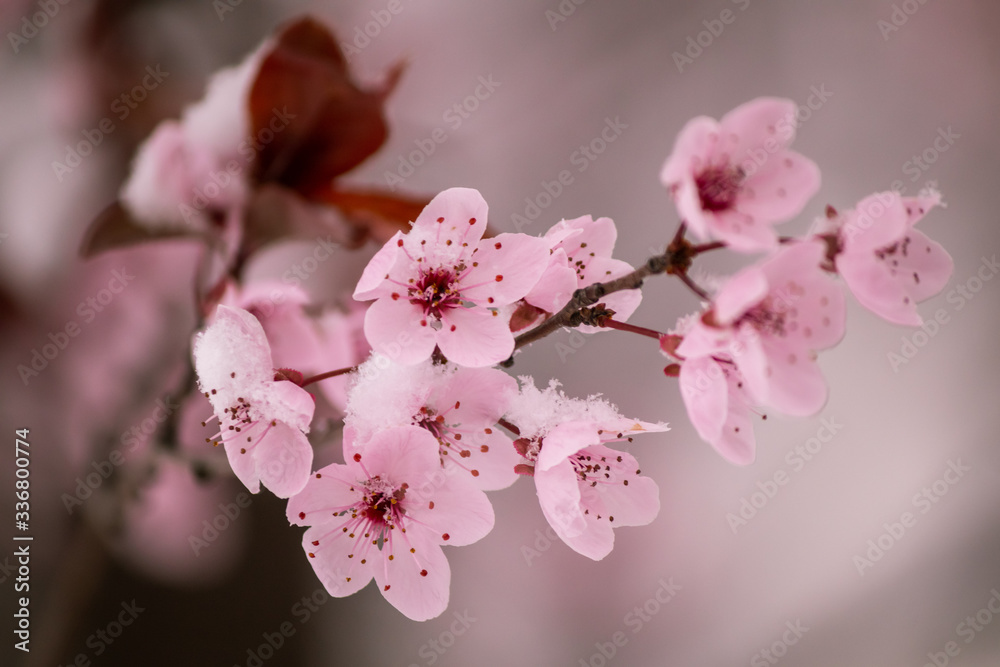 Fototapeta premium First spring blossom covered with snow