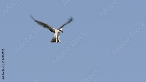  Slow Motion osprey bird flying hovering in air at Lake Jesup in Orlando Florida