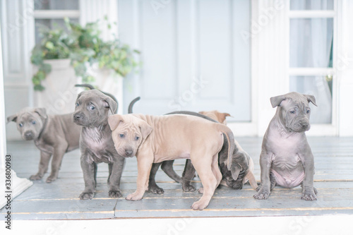 Photoshoot of puppies of breed Thai Ridgeback Dog