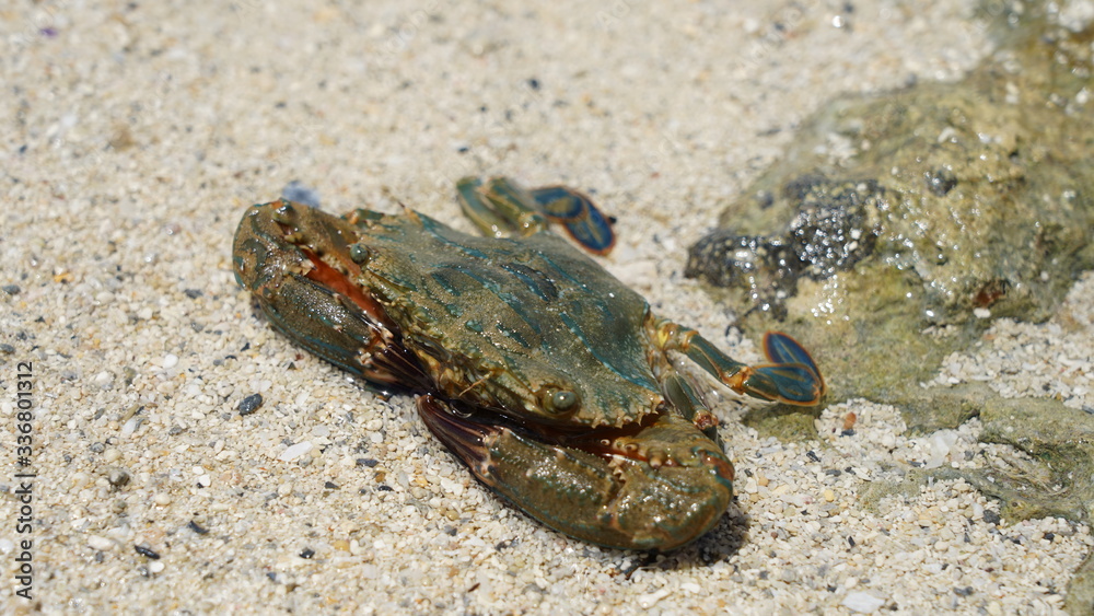  Large sea crab sits on golden sand on the Pacific Ocean on a sunny day. ocean life in Japan Okinawa
