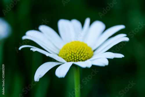 Bloomed OxEye Daisy Perennial Flower