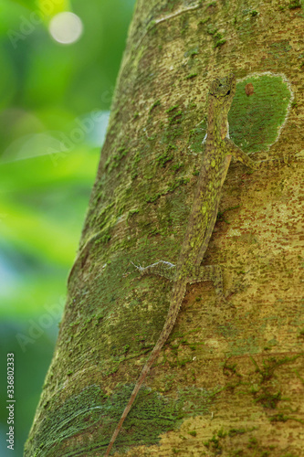 Barred gliding lizard - Draco taeniopterus - Draco is a genus of agamid lizards that are also known as flying lizards, flying dragons or gliding lizards, capable of gliding flight, perfect camouflage photo