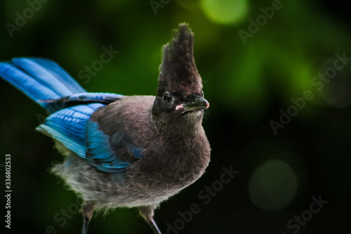 Blue Jay Bird Perched