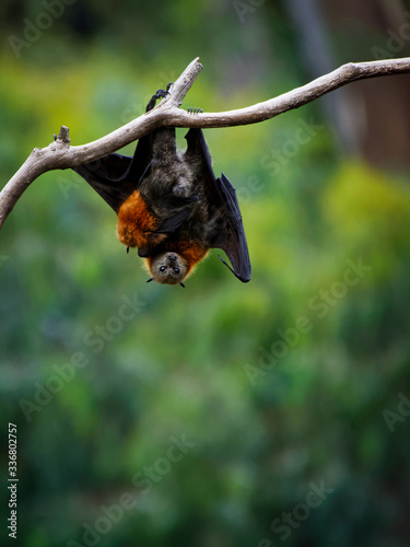 Pteropus poliocephalus - Gray-headed Flying Fox in the evening, fly away from day site, hang down on the branch and watch