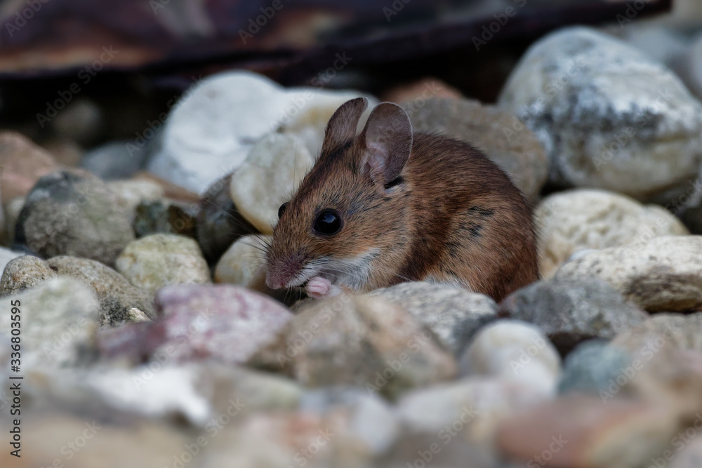 Wood mouse - Apodemus sylvaticus is murid rodent native to Europe and northwestern Africa,  common names are long-tailed field mouse, common field mouse, and European wood mouse