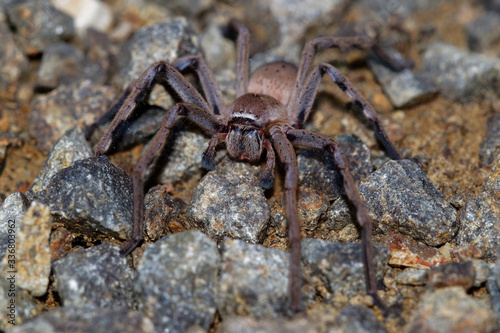 Sparassidae - Neosparassus patellatus - Badge Huntsman Spider. Big spider from Australia and Tasmania