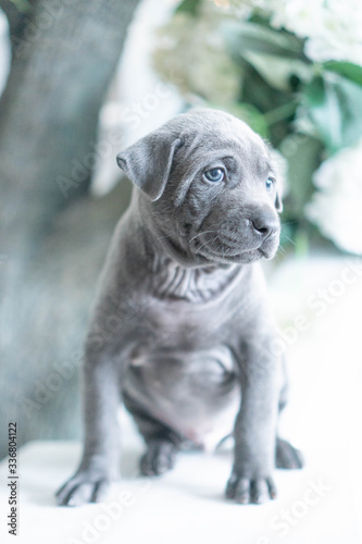 Photoshoot of puppies of breed Thai Ridgeback Dog © Victoria