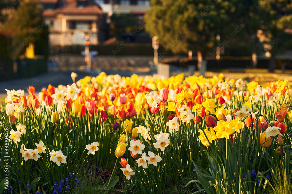 Beautiful blooming flowers in sunny spring park