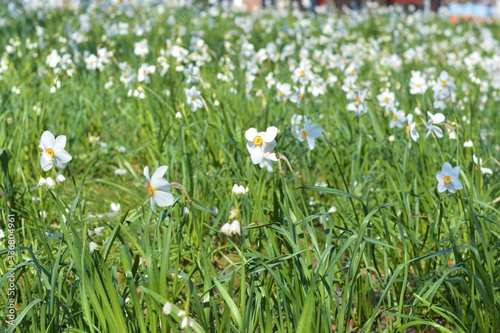white and yellow flowers in the meadow in spring time landscape white and yellow flowers in the meadow in spring time landscape