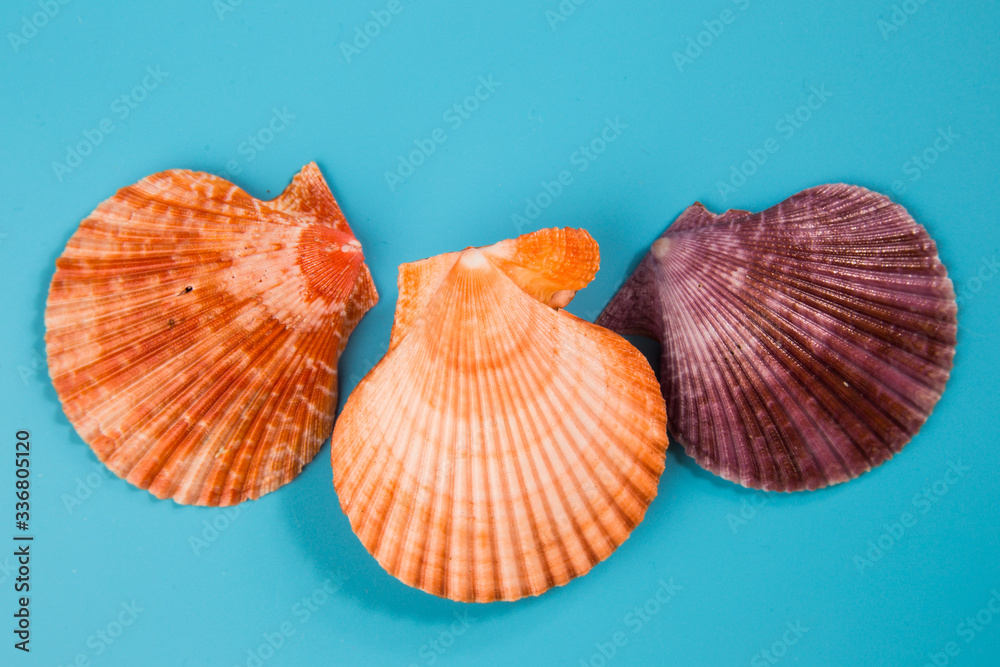 seashell on a blue background seashell on a blue background