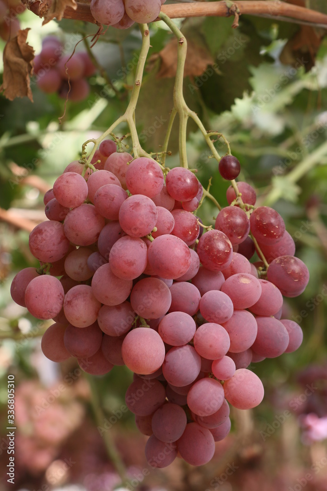 Bunch of fresh grapes are growing on plants,vineyard is one of agriculture