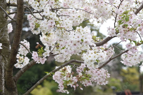  Cherry blossoms in full bloom   Japanese spring scenery.