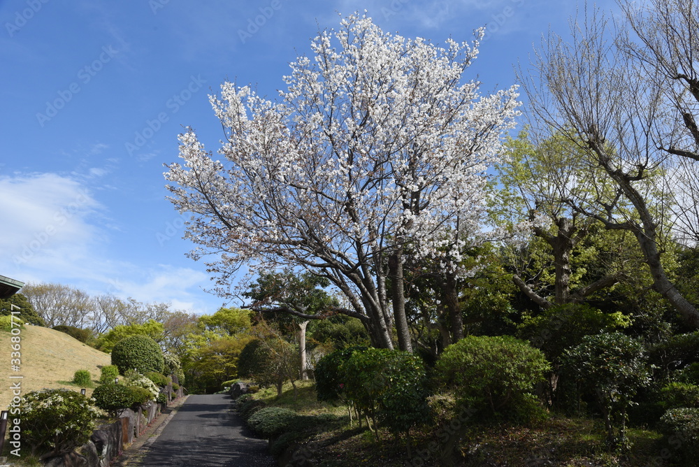 Cherry blossoms in full bloom / Japanese spring scenery. Cherry blossoms in full bloom / Japanese spring scenery.