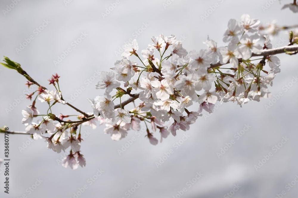 Cherry blossoms in full bloom / Japanese spring scenery. Cherry blossoms in full bloom / Japanese spring scenery.