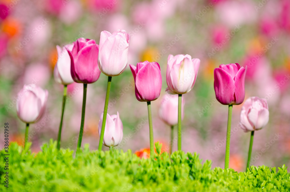 Selective focus view of colorful tulips in a sunny spring garden Selective focus view of colorful tulips in a sunny spring garden