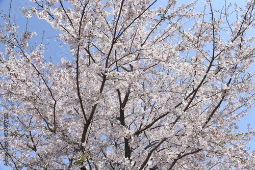  Cherry blossoms in full bloom / Japanese spring scenery.