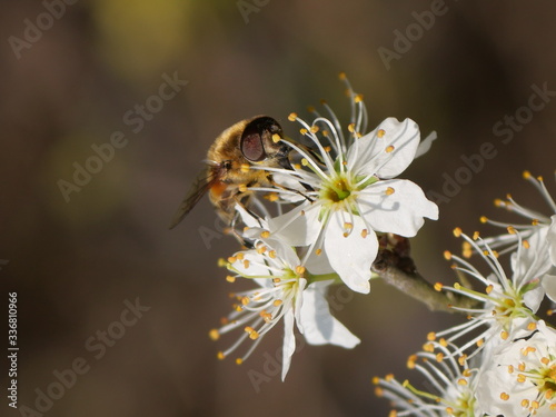 bee pollinating a white flower with yellow pistils