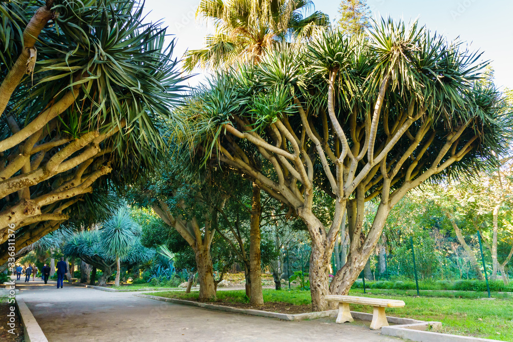 Avenue of the dragon dracaena. Jardin d'essai du Hamma Botanical garden. Alger Avenue of the dragon dracaena. Jardin d'essai du Hamma Botanical garden. Alger
