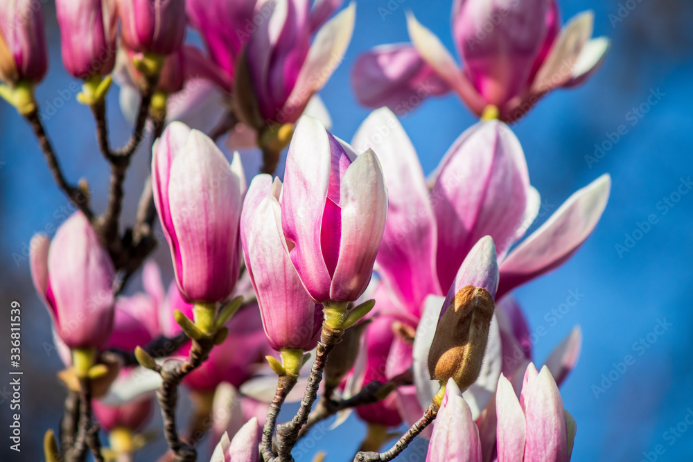 Fototapeta premium Magnolia blossom on a tree at the spring