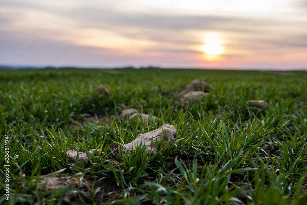 Young green wheat seedlings growing on a field. Agricultural field on which grow immature young cereals, wheat. Wheat growing in soil. Close up on sprouting rye on a field in sunset. Sprouts of rye. Young green wheat seedlings growing on a field. Agricultural field on which grow immature young cereals, wheat. Wheat growing in soil. Close up on sprouting rye on a field in sunset. Sprouts of rye.