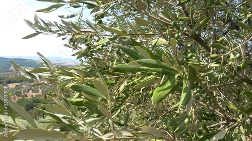 green olives in Tuscany