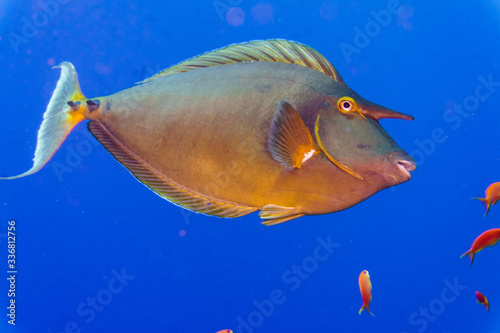 Unicorn fish (Naso unicornis) underwater photo close -up on a blue background. Red sea. Egypt. photo