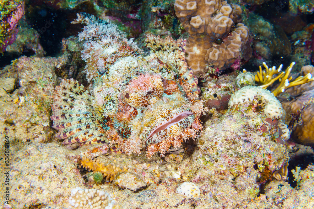 Camouflaged Scorpionfish on a coral reef.  Red sea. Egypt.