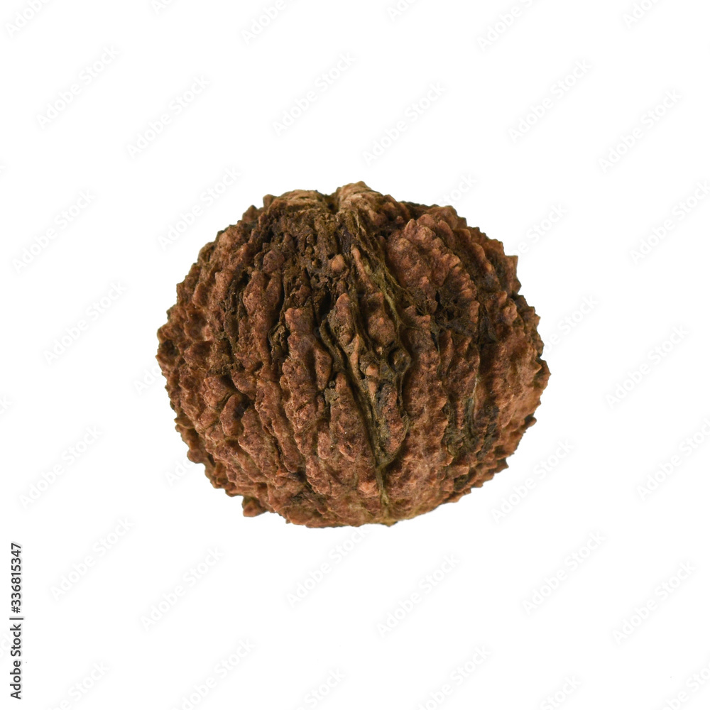 Black walnut isolated on white background Black walnut isolated on white background