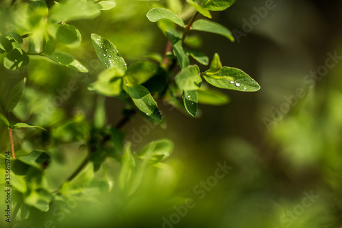 Close-up rain drops on young leaves of a tree © Nikolay Netsvetaev