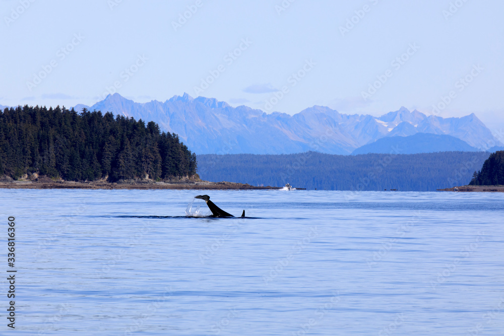 Strait Point, Alaska / USA - August 13, 2019: Orca at Strait Point, Strait Point, Alaska, USA Strait Point, Alaska / USA - August 13, 2019: Orca at Strait Point, Strait Point, Alaska, USA