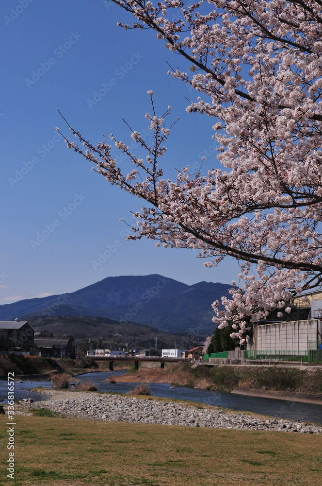 桜 桜