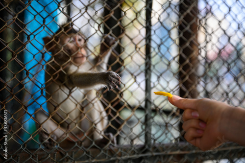 A monkey in a ZOO in Hanoi © M.Gierczyk