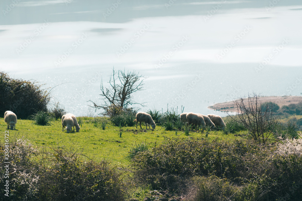 Sardinia, sheep grazing along the Tirso river