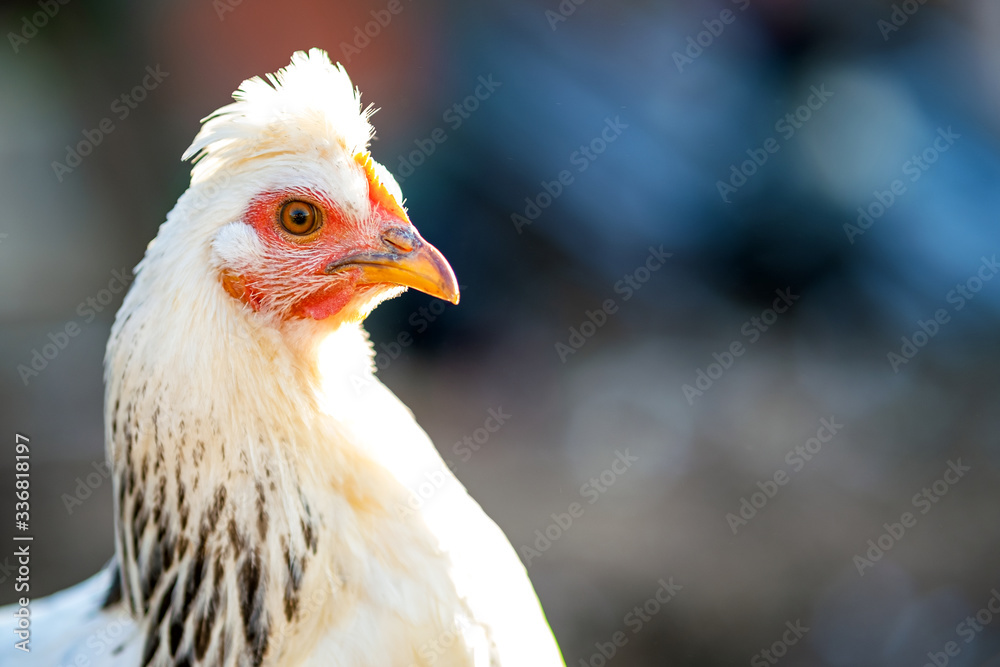 Hens feed on traditional rural barnyard. Detail of a hen head. Close up of chicken standing on barn yard with chicken coop. Chickens sitting in outdoor henhouse. Free range poultry farming concept.