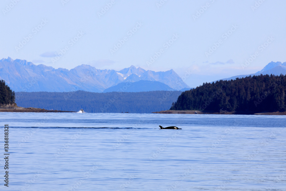Strait Point, Alaska / USA - August 13, 2019: Orca at Strait Point, Strait Point, Alaska, USA Strait Point, Alaska / USA - August 13, 2019: Orca at Strait Point, Strait Point, Alaska, USA