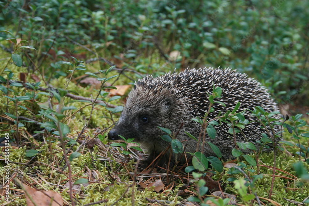 European hedgehog (Erinaceus europaeus) in forest European hedgehog (Erinaceus europaeus) in forest