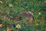 European hedgehog (Erinaceus europaeus) in forest