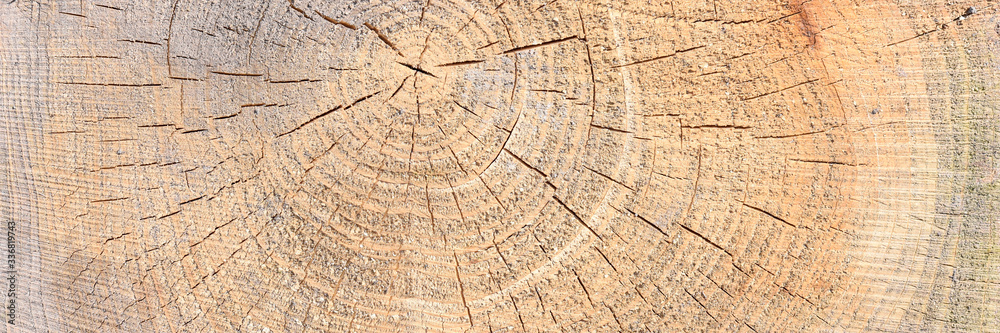 Fototapeta premium Cut of tree as texture