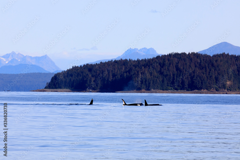 Fototapeta premium Strait Point, Alaska / USA - August 13, 2019: Orca at Strait Point, Strait Point, Alaska, USA