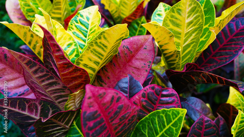 Foto Colorful croton leaves