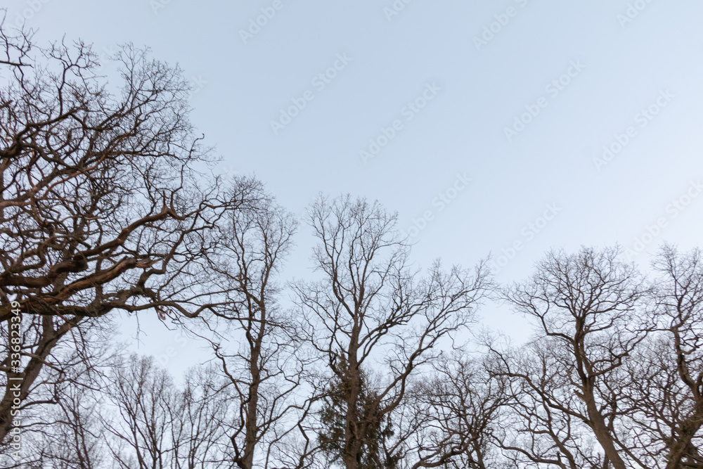 Tree in early spring. View from below. Tree in early spring. View from below.