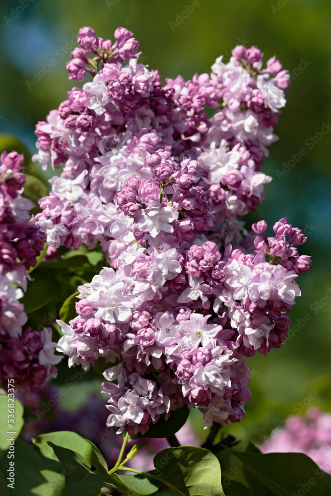 Fototapeta premium Inflorescences of blooming lilac close-up
