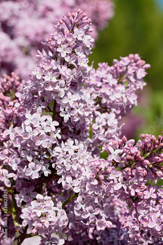 Inflorescences of blooming lilac close-up