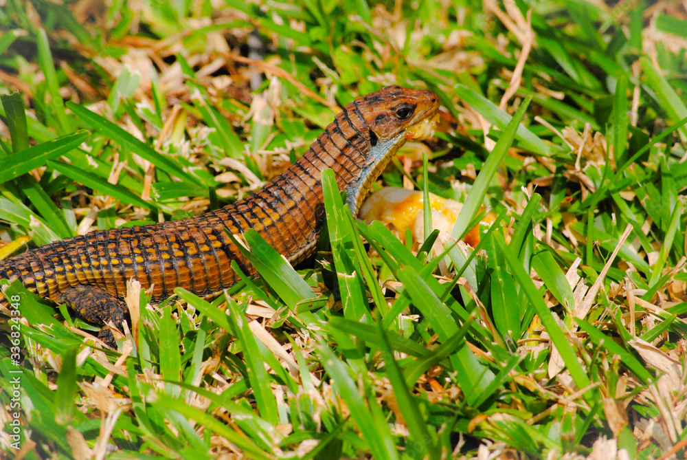 Fototapeta premium Sudan plated lizard (Gerrhosaurus major) eating a piece of fruit.