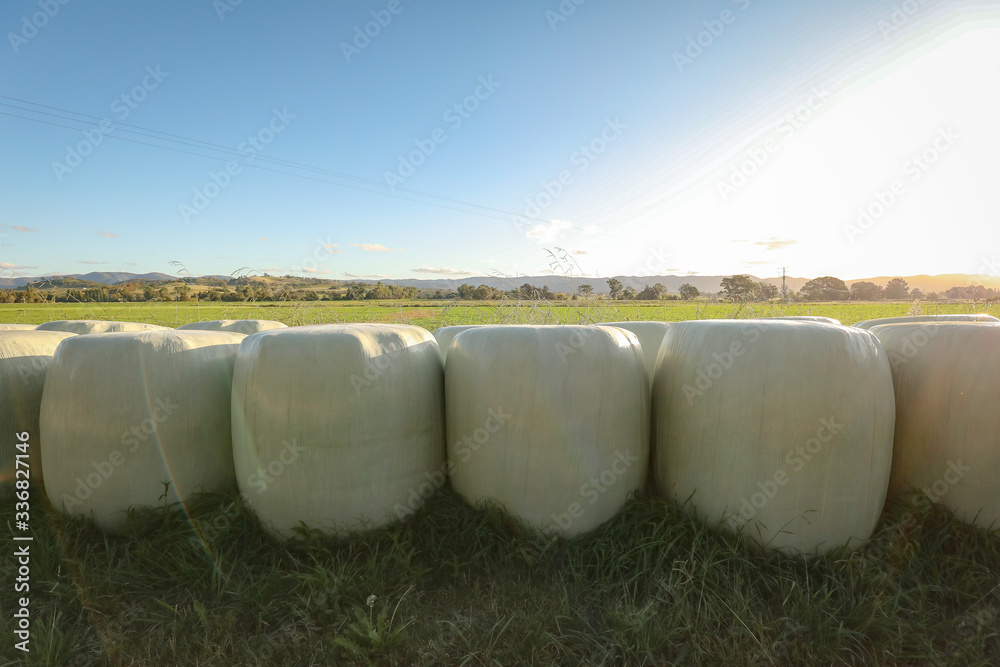 Row of plastic wrapped lucern bales lined up on country property Row of plastic wrapped lucern bales lined up on country property