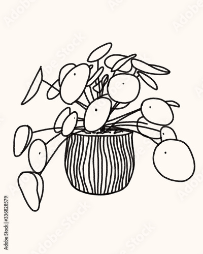 Minimalist plant illustration, chinese money plant, line art design vector